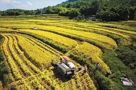 全球战“疫”，复合肥营销迎来新变局！（下篇）图片