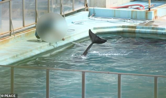 “世界最孤独的海豚”死了，两年来游弋在日本一个废弃的水族池中