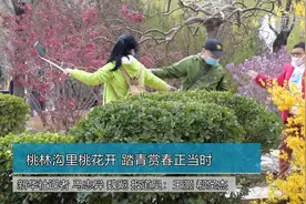 桃林沟里桃花开 踏青赏春正当时视频封面