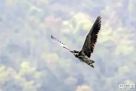 看！世界上最神秘的鸟！图片