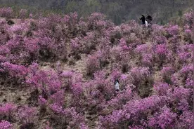 辽宁鞍山：花香漫野映山红图片