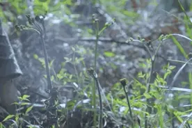 东北的5月，是吃山野菜最好的时候，比肉还香！图片
