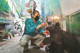 “白虎转圈”与动物福利没有必然关联图片