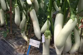 茄子上了色素，泡水里水才变紫色？蔬菜专家：是茄子表皮花青素渗水里了图片