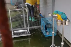 它们该去哪儿？被罚没野生动物的命运困局图片