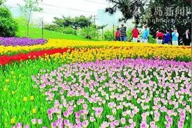 春天，百花齐放 作者：路兴俊 朗诵：飞舞图片