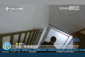 地下室来了只“小可爱”？有点像狗，猫尾巴、兔子头…专家：离它远点图片