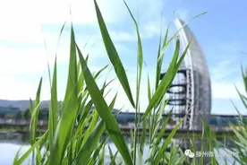 壹起游｜90元，畅游微山湖红荷湿地，本周日走起图片