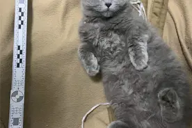 撸串小伙抱了只猫回家，警察：你摊上事了图片