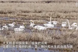 中俄边境城市虎林：水库变身“天鹅湖”视频封面