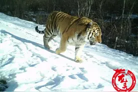 萝北又发现一只野生东北虎！凌晨穿行农户后院近300米图片