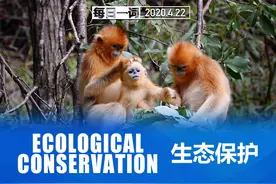 每日一词 | 生态保护图片