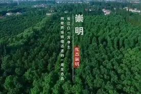 OMG！崇明东部这些“隐秘”的小森林，简直是夏日必备图片