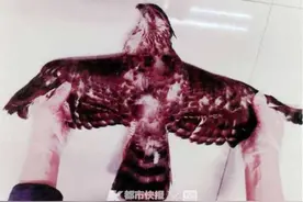 浙江一男子弹弓加钢珠狩猎到“大鹰”，判刑一年图片