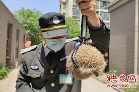 市民遛狗每次路过灌木丛小狗就狂叫不止 原来这里藏着个“带刺的”图片