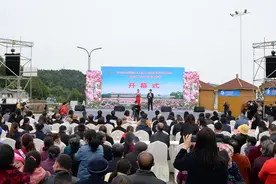 中江：千亩芍药花开 喜迎八方游客图片