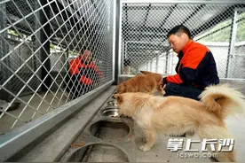 流浪狗有家了！长沙首个犬只留检场所投入运营，可容纳约400条犬图片