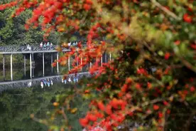 云南旅游重现生机 凤龙湾小镇开出“春天列车”图片