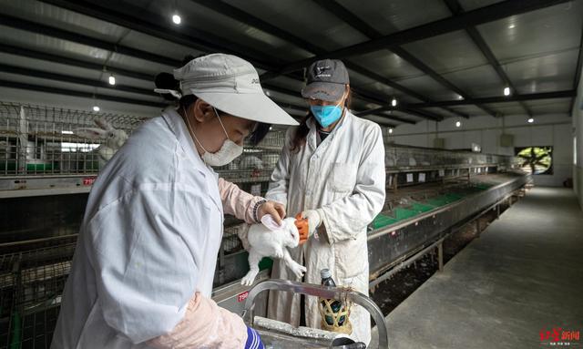 成本低还更香嫩！四川好吃嘴，你爱吃的兔兔要“上新”了