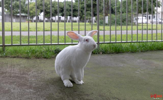 成本低还更香嫩！四川好吃嘴，你爱吃的兔兔要“上新”了