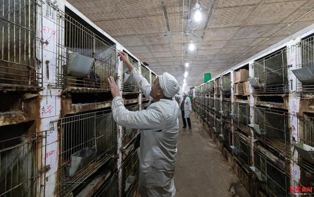 成本低还更香嫩！四川好吃嘴，你爱吃的兔兔要“上新”了