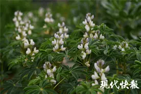 美爆了！听了无数次的“鲁冰花”，原来长这样……图片