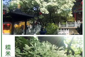 800多岁的糯米茶树开花了图片