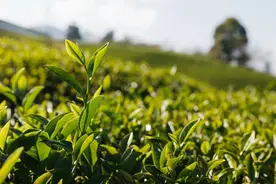 伤人最深的，永远是这两个字图片