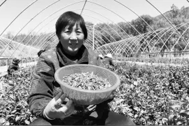 太行山深处村民正忙着采“龙井”图片