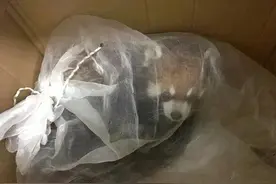 小熊猫频繁挪窝惊吓致死：被罚没野生动物的命运困局图片
