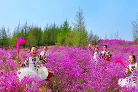 春光正好，相约金达莱赏花季图片