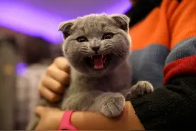 澳80岁老妇被宠物猫舔到伤口后去世，医生：猫唾液中可能含有致命细菌图片