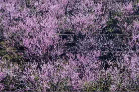 桃花红 柳叶绿 正是人间好春光图片