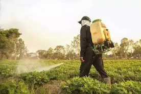 蔬菜农残前五名竟是中老年常吃的！教你一招去毒，放心吃图片