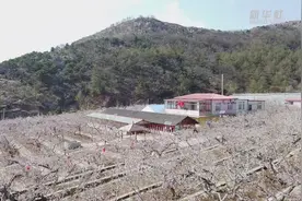 辽宁丹东：千株杏树竞相绽放视频封面