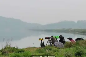 今日影像｜鹀鸫鹬鸻鹨怎么读？来自“打鸟”圣地的50张照片告诉你图片