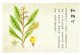 舌尖上的药材｜润肺止咳枇杷叶，中医食疗好帮手图片