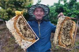 涟源：万亩脐橙花绽放 引来追花“赶蜂人”图片
