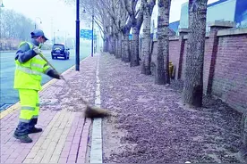 杨树上掉下来的“毛毛虫”叫雄花序 哈市道里区开始清理安化街等“毛毛虫重灾区”图片