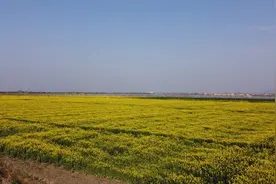 千亩油菜地 增收又美丽图片