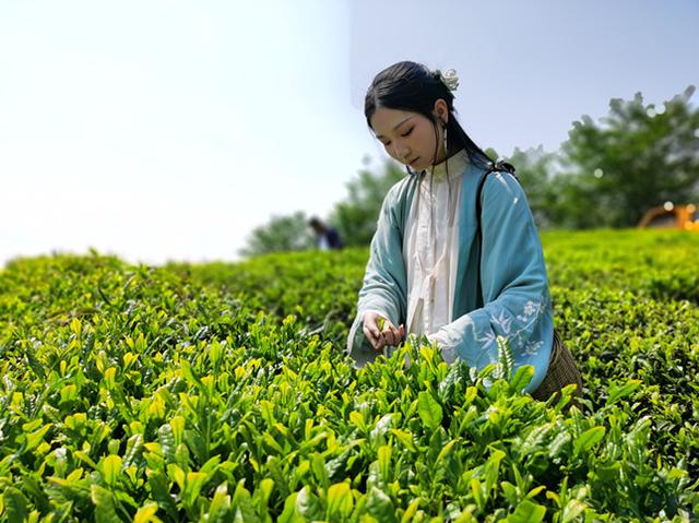 延续千年文脉！新昌“大佛龙井”茶禅一味世间香
