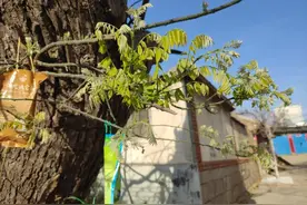 四百余年古槐焕新生图片