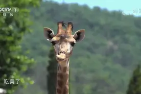 长长长！长颈鹿除了脖子长，这个器官居然也这么长图片