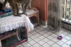 3只猴子在贵阳一小区“安家”14天累坏物业，谁来把“猴哥”带走图片