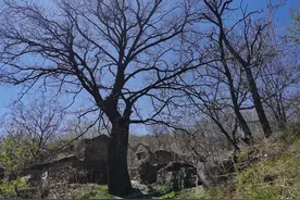 深山荒村——荒芜的村庄里 枯树刚发出新芽图片