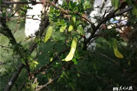 晋宁40余种野菜野花大量上市 不过吃货要小心图片