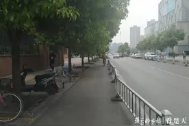 行道树枝叶繁茂遮挡非机动车道，​园林部门表示将调查处理图片