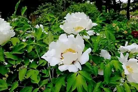 长春赏花攻略拿走不谢~图片