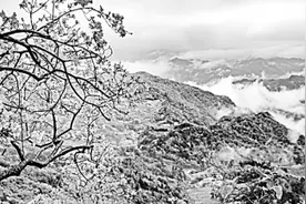 岭上开遍映山红图片