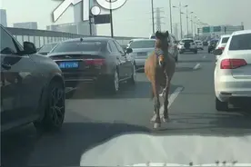 杭州九堡大桥高架上跑来一匹“宝马”！网友：它算违章吗？图片